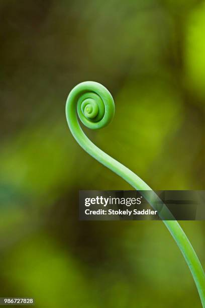 young fern - saddler stock pictures, royalty-free photos & images