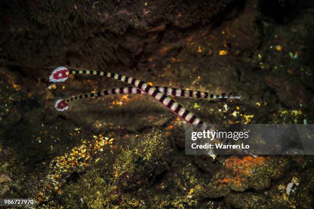 A Pair Of Ringed Pipefish Papua New Guinea, 照片檔