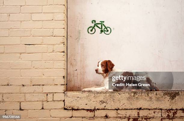 brittany spaniel dog on ledge - brittany spaniel fotografías e imágenes de stock