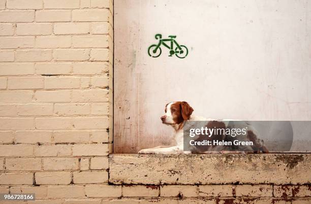 brittany spaniel dog on ledge - brittany spaniel stock pictures, royalty-free photos & images