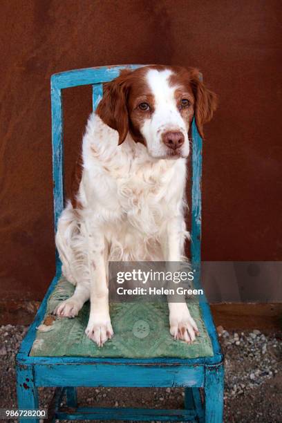brittany dog on vingtage chair - brittany spaniel fotografías e imágenes de stock