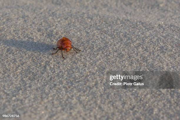 barreirinhas,brazil - barreirinhas stock pictures, royalty-free photos & images