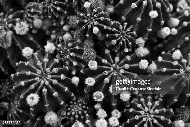 cacti 2 - organ pipe coral stock pictures, royalty-free photos & images