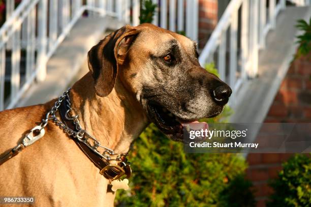 great dane - gran danés fotografías e imágenes de stock