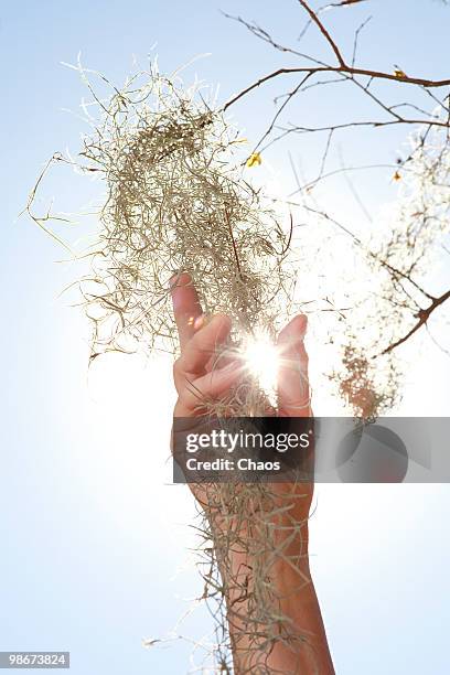 woman touching spanish moss in tree. - air plant stock pictures, royalty-free photos & images