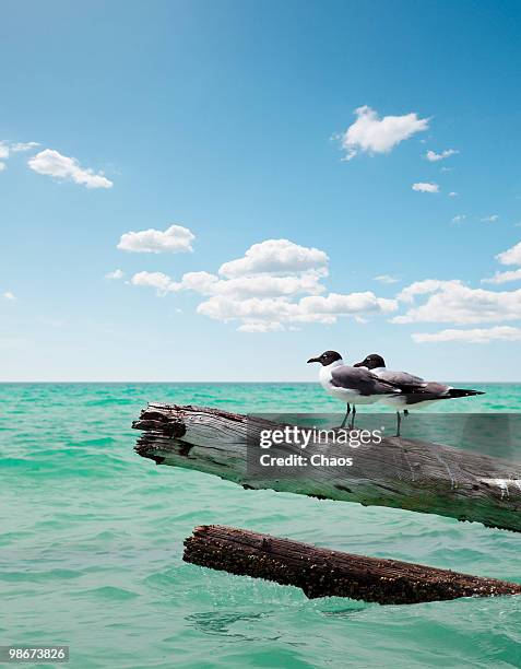 two seagulls sitting on dead trees - newoutdoors stock pictures, royalty-free photos & images