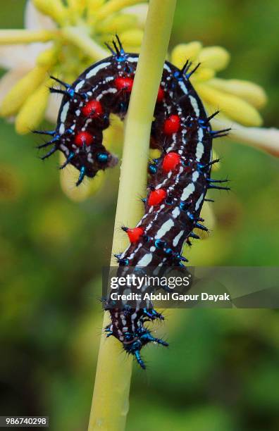 photo by: abdul gapur dayak - dayak stock pictures, royalty-free photos & images