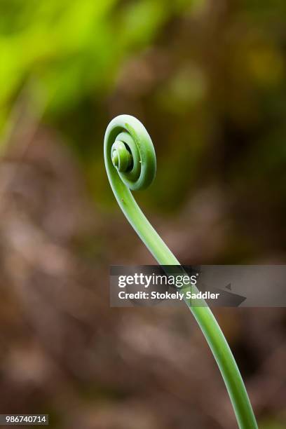 young fern - saddler stock pictures, royalty-free photos & images