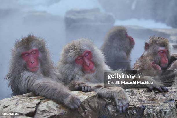 macaques in a hot spring at jigokudani monkey park in japan. - 地獄谷野猿公苑 ストックフォトと画像