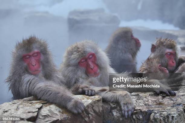 macaques in a hot spring at jigokudani monkey park in japan. - japanese macaque stock pictures, royalty-free photos & images
