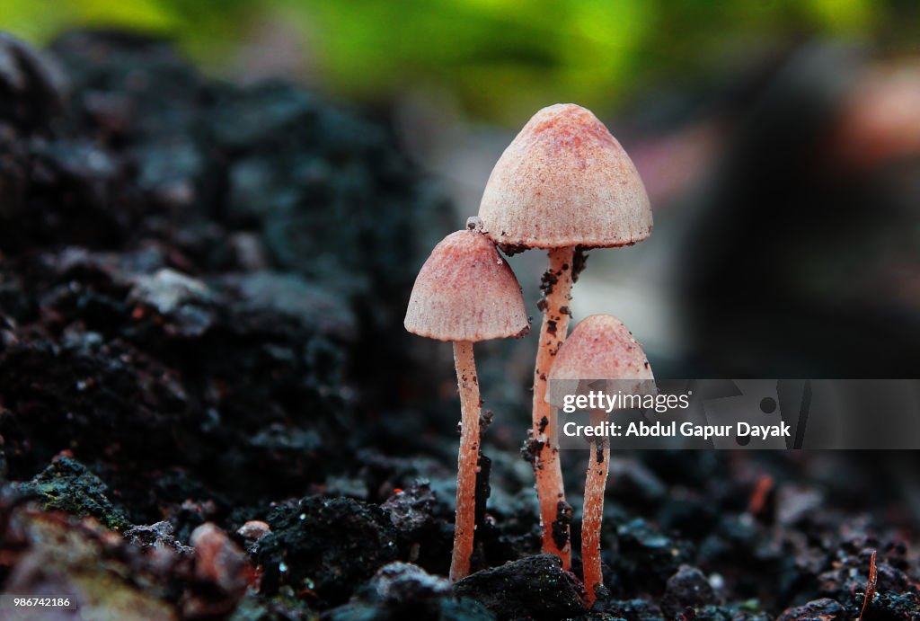 Trio Mushrooms
