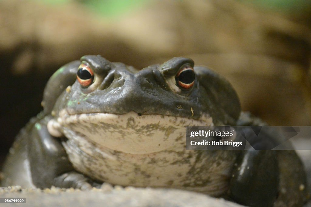 Colorado River Toad