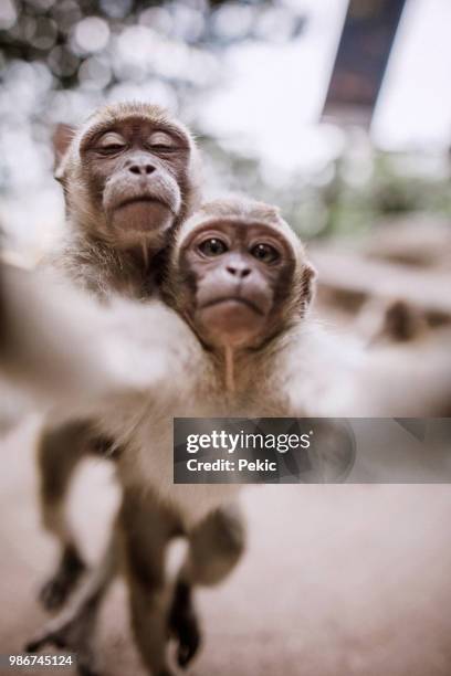 cute monkeys taking selfie - macaco imagens e fotografias de stock