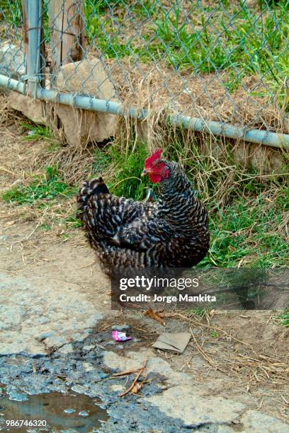 la gallina - gallina stock pictures, royalty-free photos & images