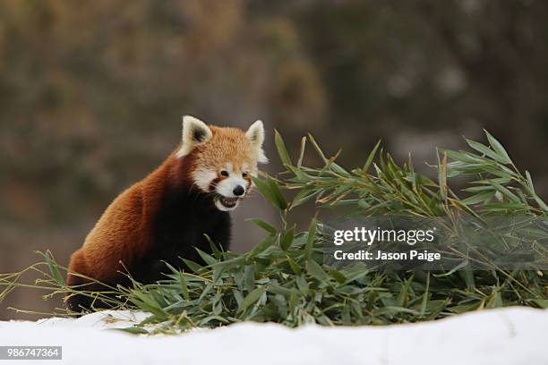red panda - jason-paige stock pictures, royalty-free photos & images