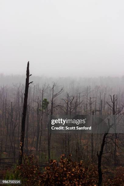 bastrop forest fire - bastrop stock pictures, royalty-free photos & images