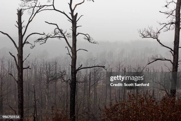 bastrop forest fire - bastrop stock pictures, royalty-free photos & images