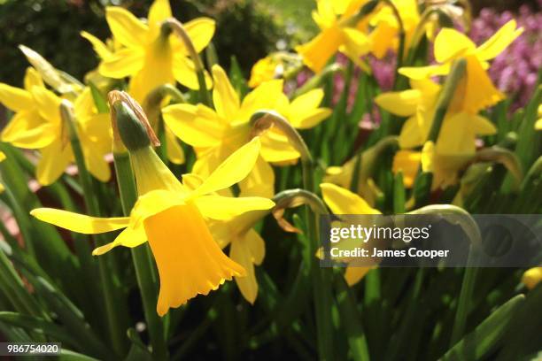 tete a tete daffodils - tete stock-fotos und bilder