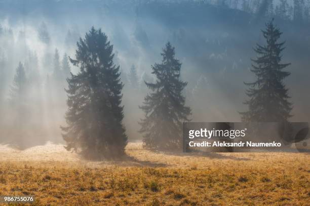 a misty forest in the high tatras, slovakia. - zilina fotografías e imágenes de stock