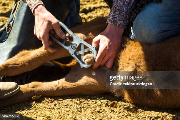 koe van de runderen kalfsvlees castratie bij santaquin vallei van salt lake city slc utah usa - castration stockfoto's en -beelden