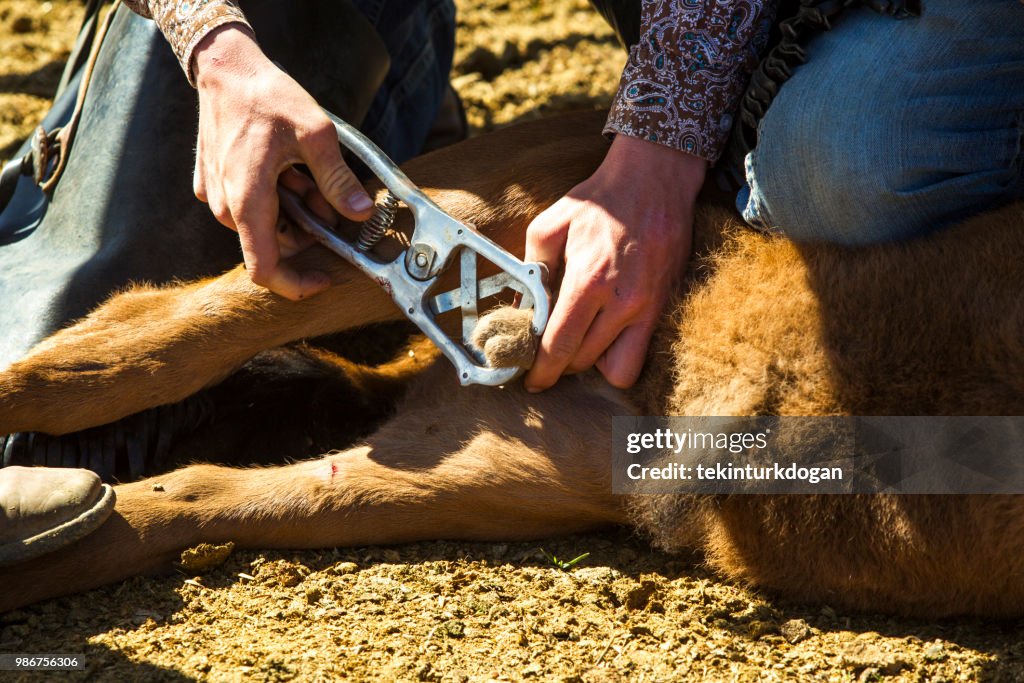 Cow cattle veal castration at santaquin valley of Salt lake City SLC Utah USA