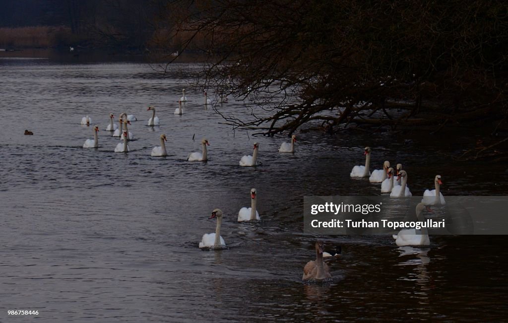 Swan parade at sunset