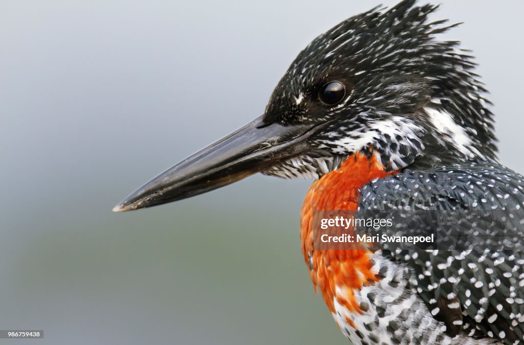 Giant kingfisher (Megaceryle maxima)