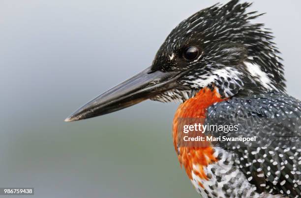 Giant Kingfisher High-Res Stock Photo