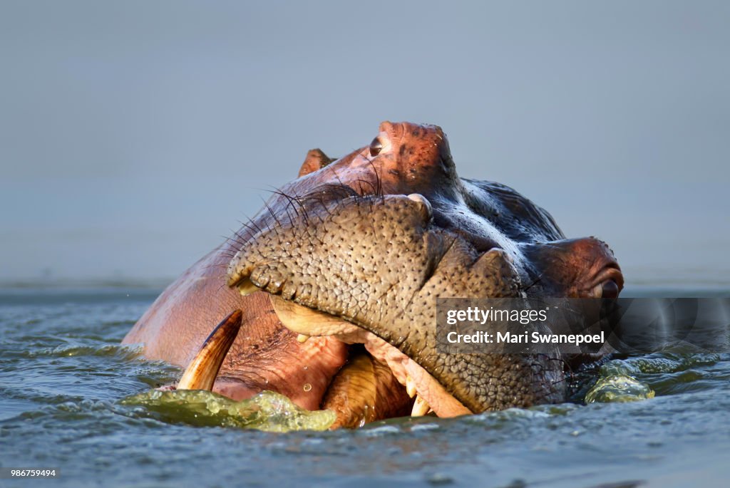 Hippopotamus portrait in water