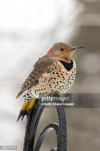 my friend flicker - thrasher stock pictures, royalty-free photos & images