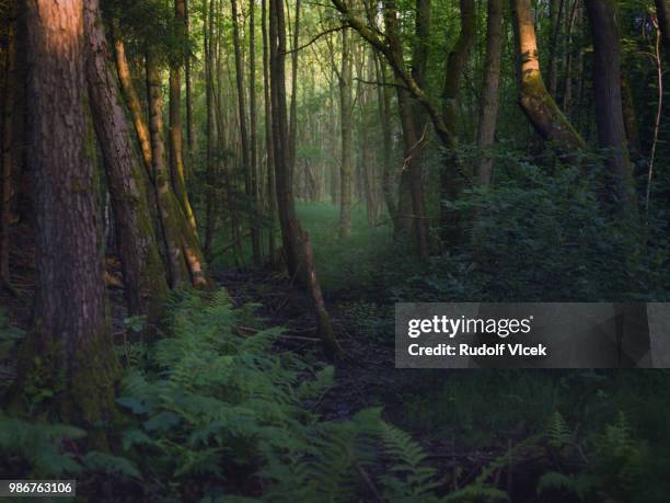 tranquil dark deciduous forest scene - deciduous stock pictures, royalty-free photos & images