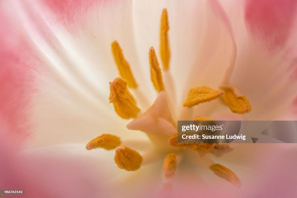 Tulip stamen