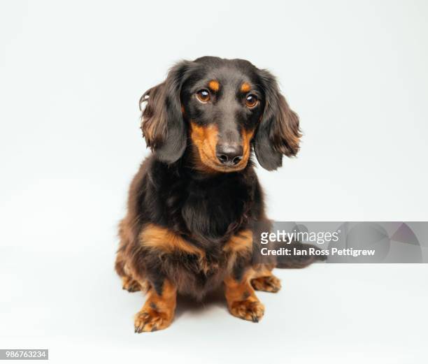 one year old daschund dog - teckel stock-fotos und bilder