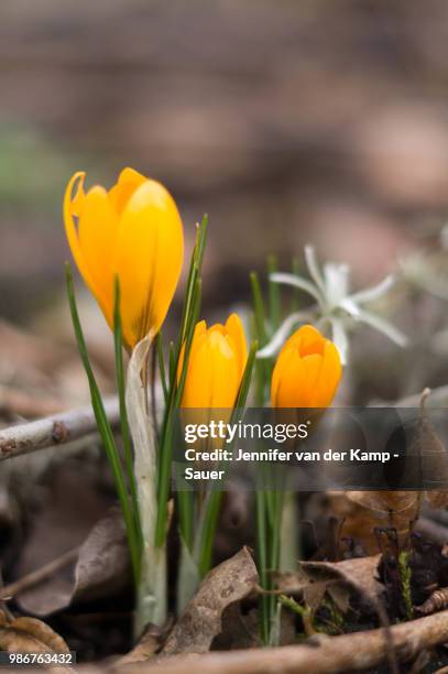 First Sign Os Spring 1,703 First Signs Of Spring Stock Photos, High-Res Pictures, and Images ...