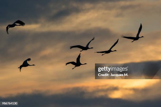 grue en vol - grue stock pictures, royalty-free photos & images