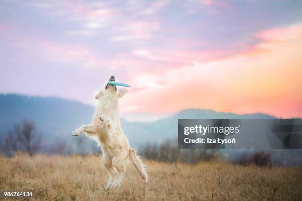 a golden retriever catching a toy. - retriever jump stock pictures, royalty-free photos & images