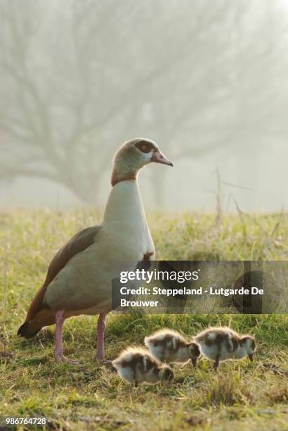 mom and the little ones - ganso do egipto imagens e fotografias de stock