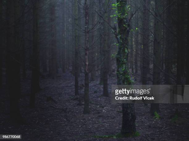 tranquil dark spruce forest scenery with one lone deciduous tree - einzelner baum stock-fotos und bilder