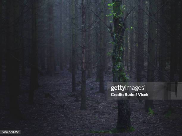 tranquil dark spruce forest scenery with one lone deciduous tree - deciduous stock pictures, royalty-free photos & images