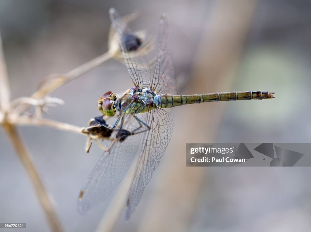 Common darter female on Crete