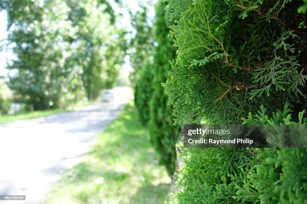 Cologreen Juniper