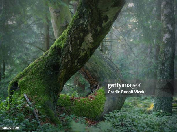 tranquil deep dark forest scenery - old growth forest stock pictures, royalty-free photos & images