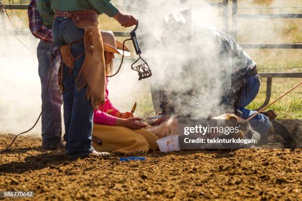 cow cattle veal stamping marking at santaquin valley of salt lake city slc utah usa - castration stock pictures, royalty-free photos & images