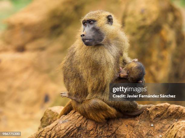 a female of guinea baboon watches over the surroundings, while her young feeds. papio papio. - guinea baboons stock pictures, royalty-free photos & images