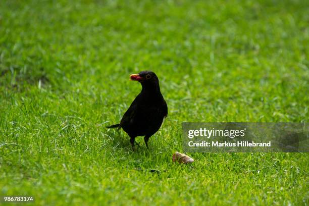 Merl Objects Merl Photos and Premium High Res Pictures - Getty Images