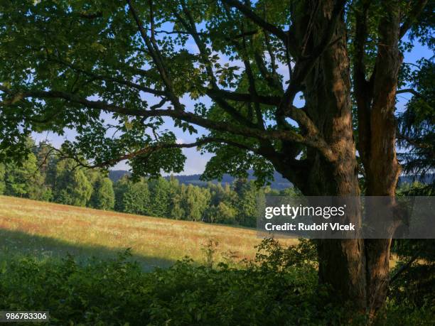 idyllic rural scenery with single old deciduous tree - deciduous stock pictures, royalty-free photos & images