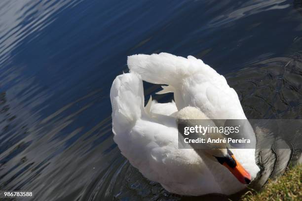 cisne - cisne stock pictures, royalty-free photos & images