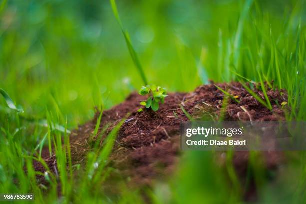 green gras - gras field stock pictures, royalty-free photos & images