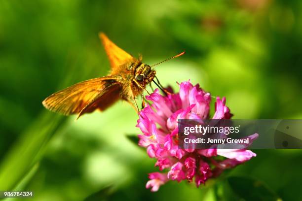 large skipper on knapweed - hesperiidae stock pictures, royalty-free photos & images