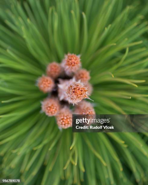 close up of pine tree branch with young cones - radial symmetry stock pictures, royalty-free photos & images